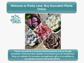 Welcome to Pretty Lane, Buy Succulent Plants Online