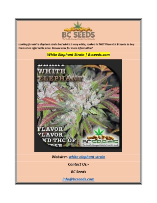 White Elephant Strain  Bcseeds.com