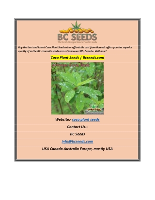 Coca Plant Seeds  Bcseeds.com