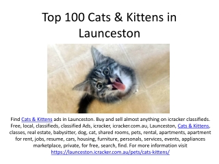 Top 100 Cats & Kittens in Launceston