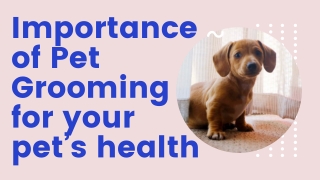 Importance of Pet Grooming for your pet’s health