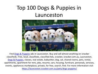 Top 100 Dogs & Puppies in Launceston