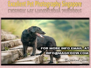 Excellent Pet Photography Singapore