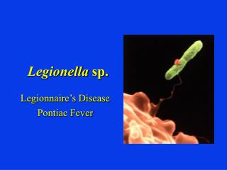 Legionella sp.