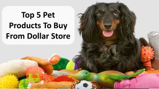 Top 5 Pet Products To Buy From Dollar Store