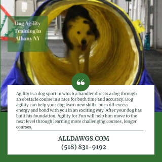 Dog Agility Training in Albany NY
