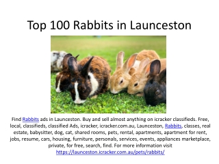 Top 100 Rabbits in Launceston