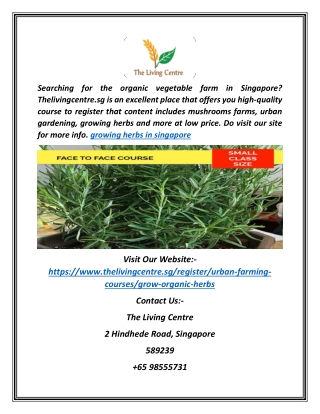 Growing Herbs in Singapore | Thelivingcentre.sg