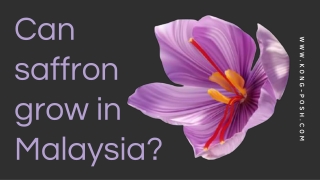 Can saffron grow in Malaysia