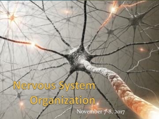Nervous System Organization