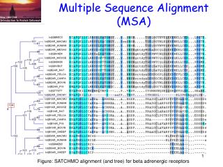 Multiple Sequence Alignment (MSA)