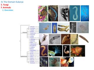 IV. The Domain Eukarya E. Fungi F. Animals 1. Overview:
