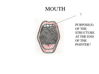 MOUTH