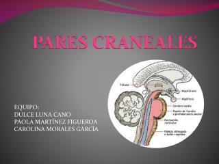 PARES CRANEALES