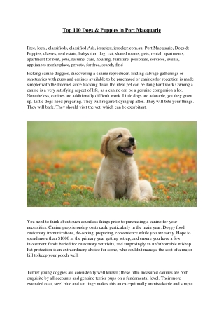 Top 100 Dogs and Puppies in Port Macquarie