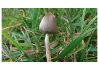 Psilocybe Cyanescens to Psilocybe Azurescens A closer look at some of the mos