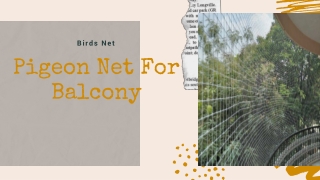 Get The Best Pigeon Control Services From Birds Net