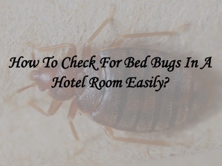 How To Check For Bed Bugs In A Hotel Room Easily