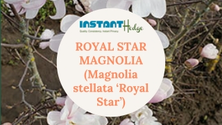 Magnolia Stellata (Royal Star Magnolia) Overview | InstantHedge