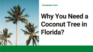 Why you need a coconut tree in Florida