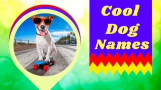 Cool Dog Names ! 30 Awesome Puppy Name Ideas With Meaning ! Unique Dog Names ! Pet Names 2021