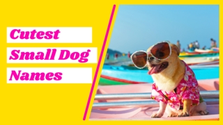 30 Cutest Small Dog Names With Meaning 2021 ! Unique Puppy Names ! Pet Names