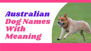 30 Best Australian Dog Names with Meanings 2021 ! Unique Puppy Names ! Pet Names