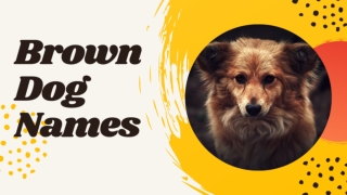 30 Cute Brown Dog Names With Meaning for Your Chocolate Colored Pup ! unique puppy names