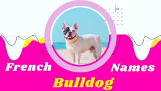 Boy and Girl French Bulldog Names and Meanings ! unique puppy names 2021 ! Pet Names