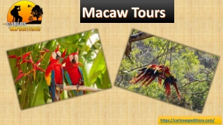 Macaw Tours