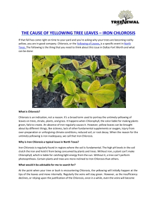 THE CAUSE OF YELLOWING TREE LEAVES – IRON CHLOROSIS