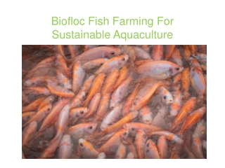 Biofloc Fish Farming For Sustainable Aquaculture