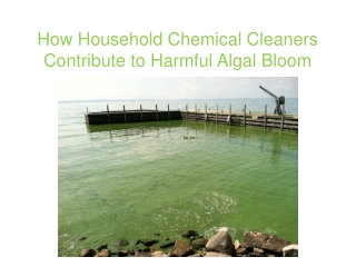 How Household Chemical Cleaners Contribute to Harmful Algal Bloom