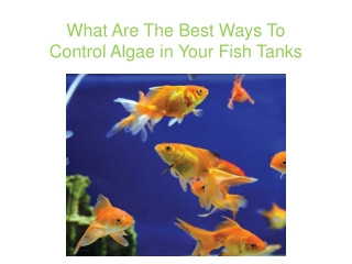 What Are The Best Ways To Control Algae in Your Fish Tanks
