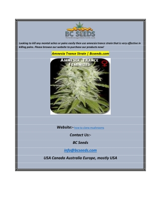 Amnesia Trance Strain  Bcseeds.com