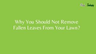 Why You Should Not Remove Fallen Leaves From Your Lawn