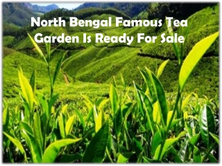 North Bengal Famous Tea Garden Is Ready For Sale