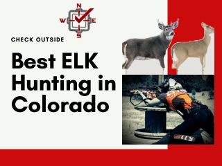 Best ELK Hunting in Colorado