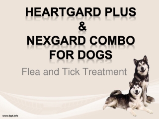 Heartgard Plus and Nexgard Combo for Dogs |Flea and Tick Treatment | VetSupply