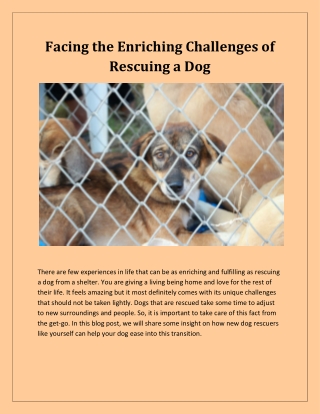 Facing the Enriching Challenges of Rescuing a Dog