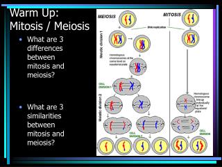 Warm Up: Mitosis / Meiosis