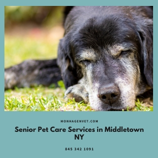 Senior Pet Care Services in Middletown NY