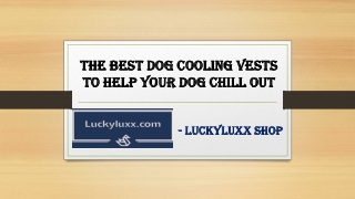 The Best Dog Cooling Vests To Help Your Dog Chill Out