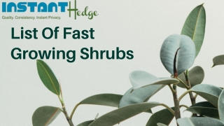 Learn About The Fast Growing Evergreen Shrubs For Privacy | InstantHedge