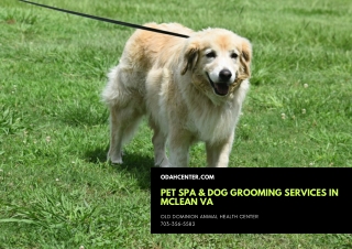 Pet Spa & Dog Grooming Services in McLean VA