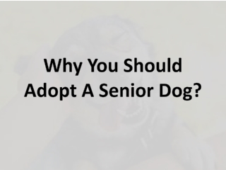 Why You Should Adopt A Senior Dog