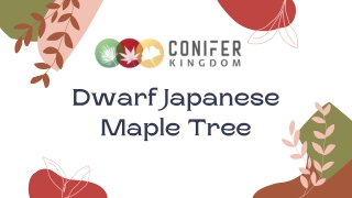 Shop For Dwarf Japanese Maple Tree Varieties | Conifer Kingdom