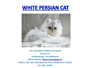 buy persian cat online