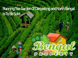 Running Tea Garden Of Darjeeling and North Bengal Is To Be Sold