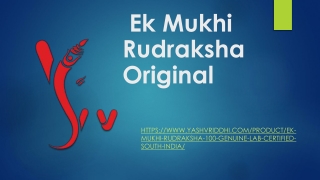 Ek Mukhi Rudraksha Original